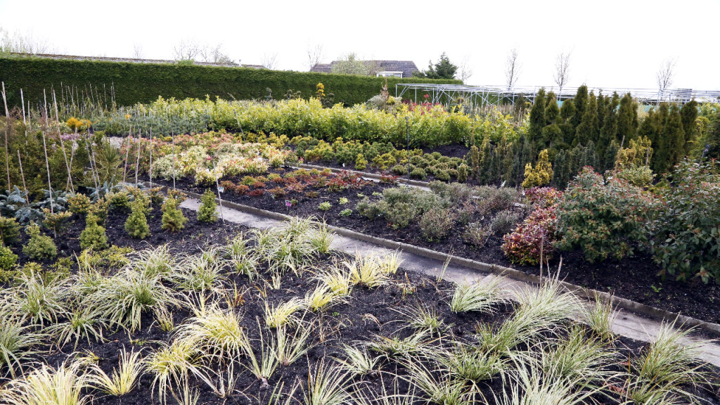 Handelskwekerij R. Opdam levert al 30 jaar topkwaliteit