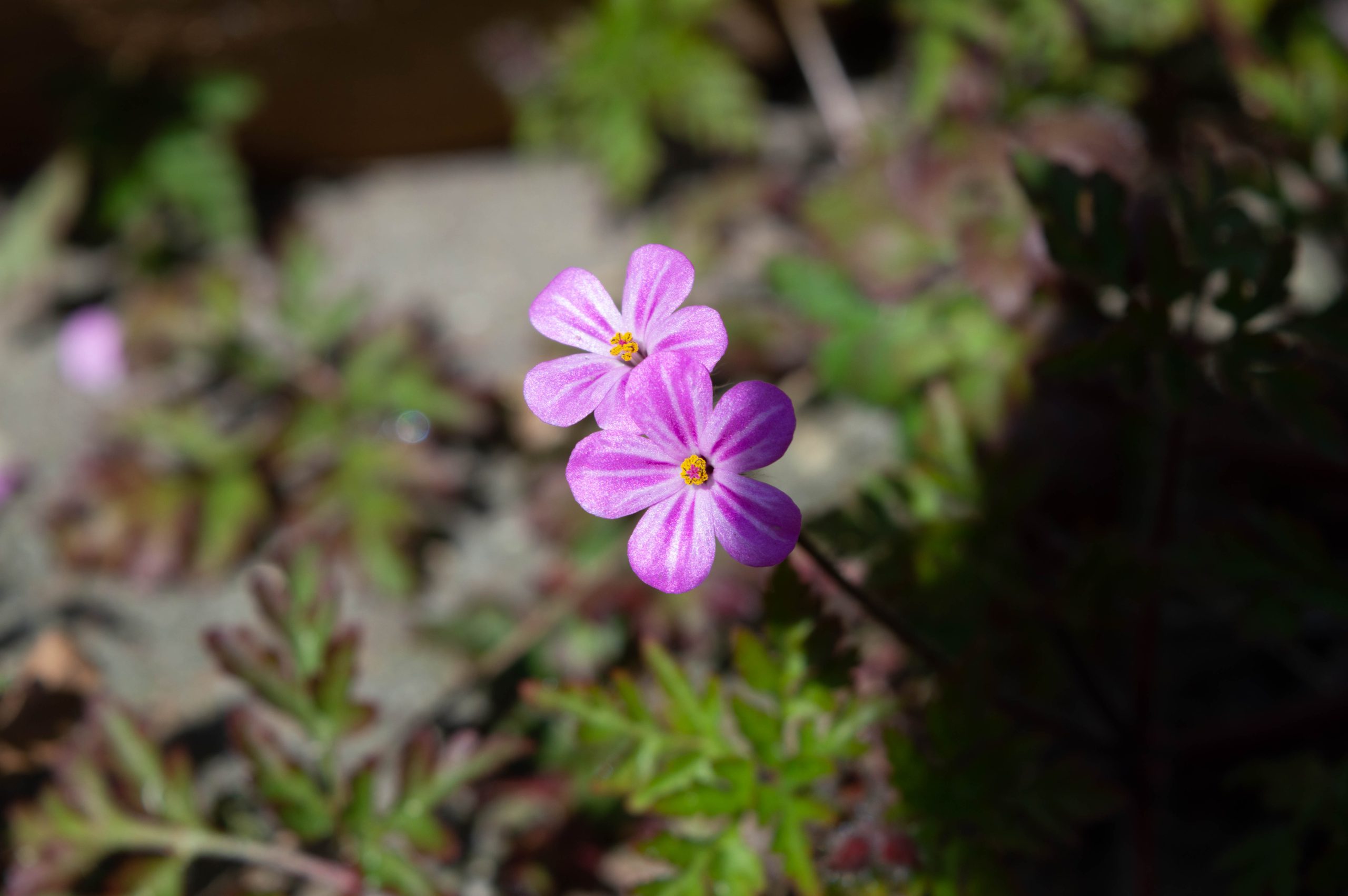 Mooi onkruid is niet lelijk - Nieuw-Volendam