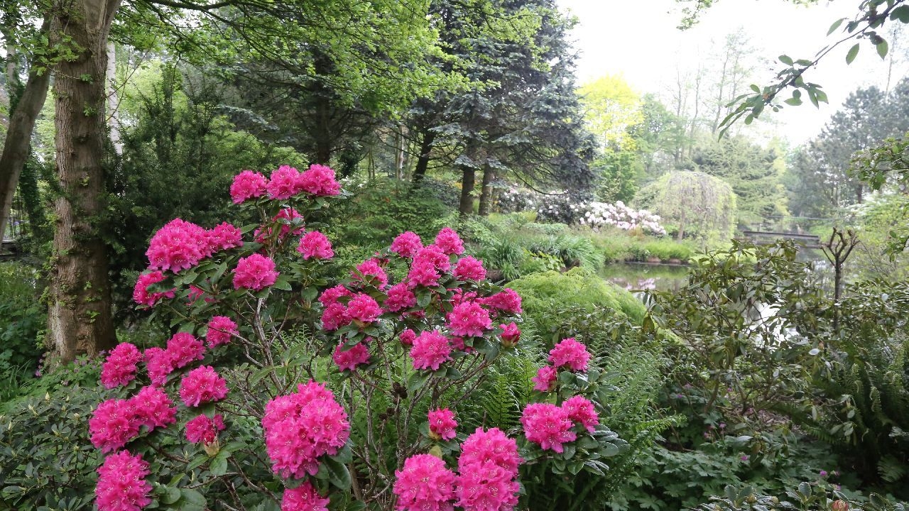Open Dagen in de paradijselijke tuin van Martien Koelemeijer