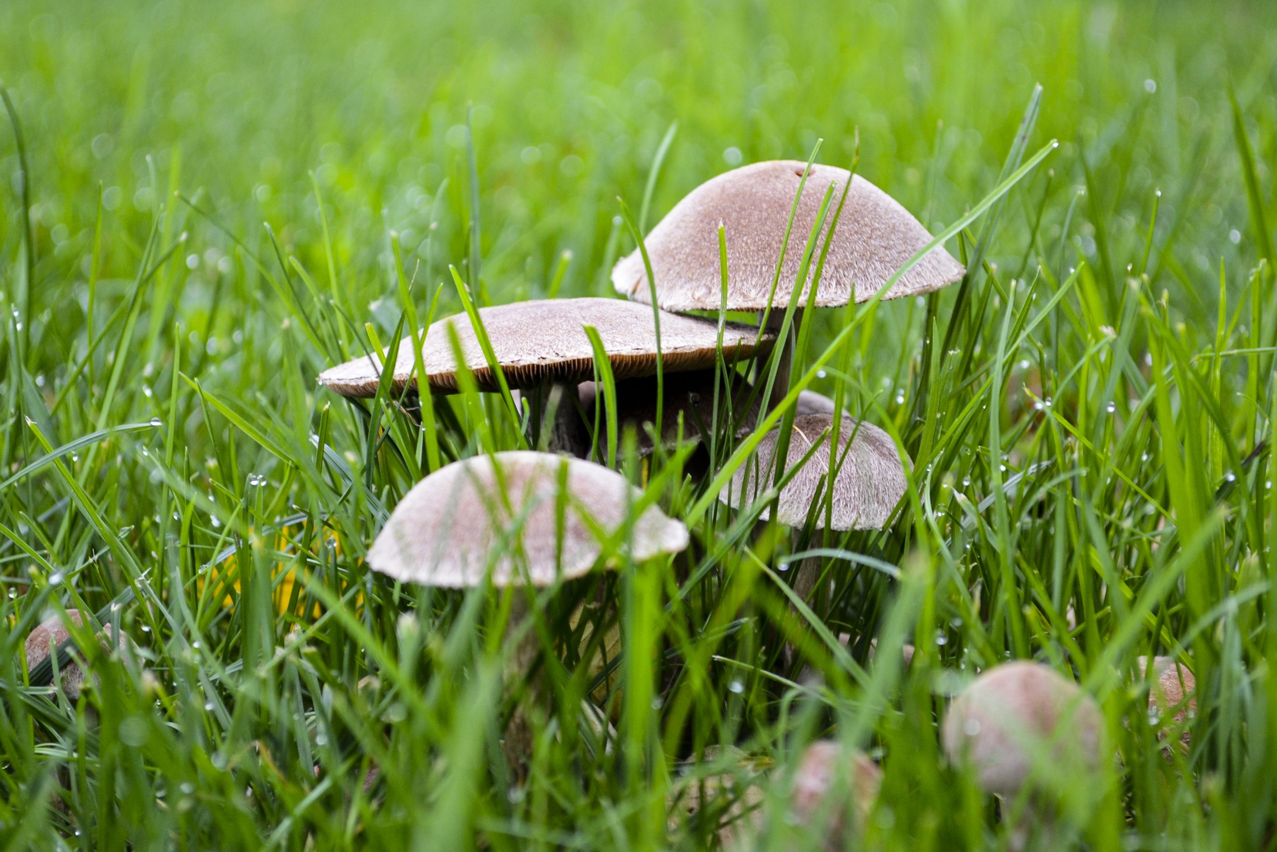 Wie het kleine niet eert is het grote niet weerd.. - Nieuw-Volendam