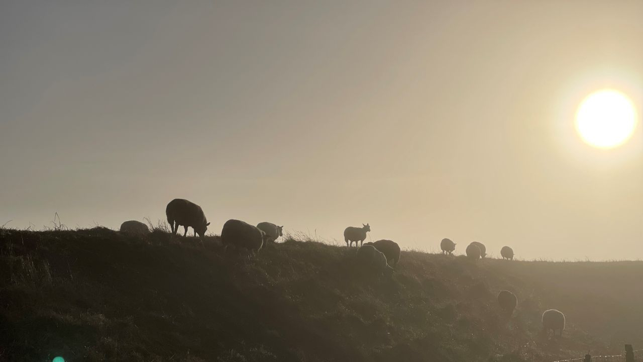Schapen trekken richting de zon