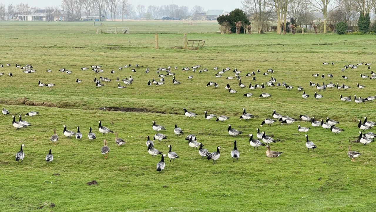 Brandganzen nemen Warder over
