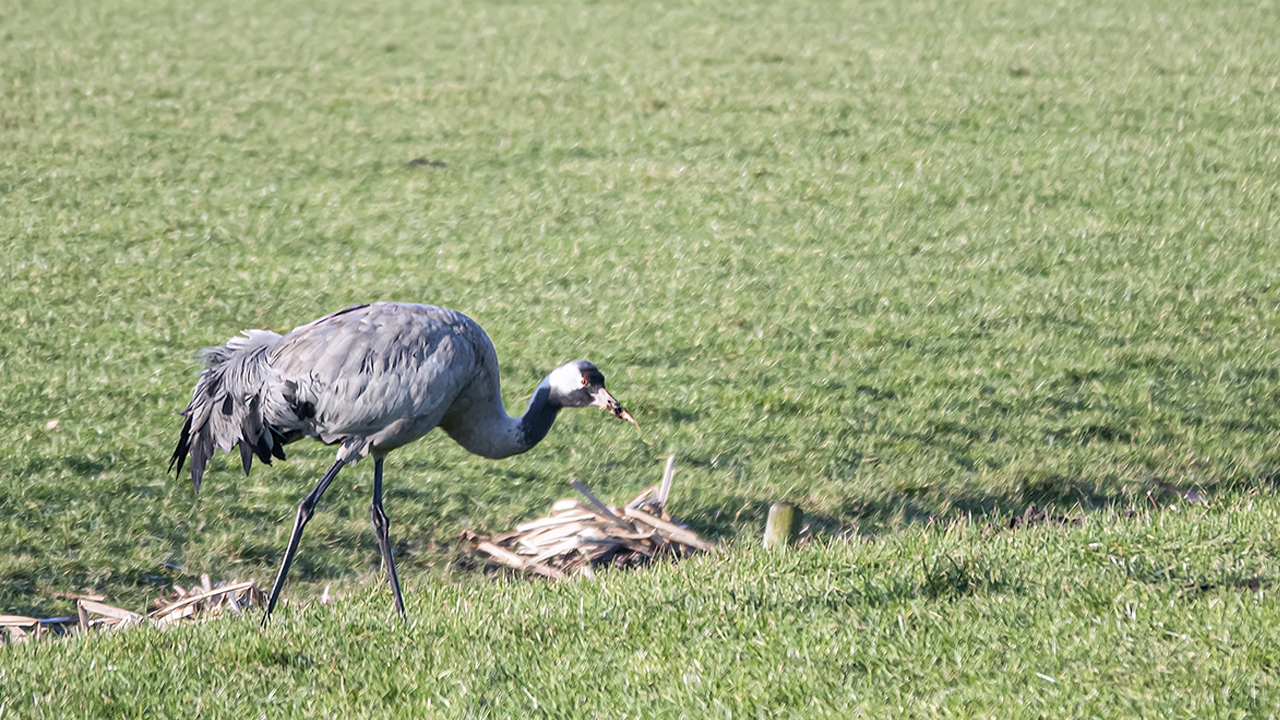 Kraanvogel gespot in de Purmer
