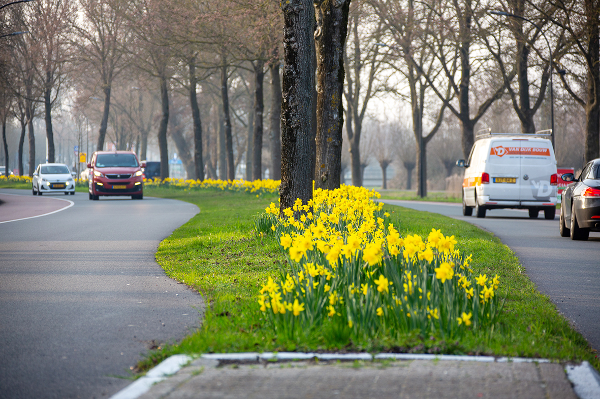 Voorjaarsbollen komen weer boven de grond