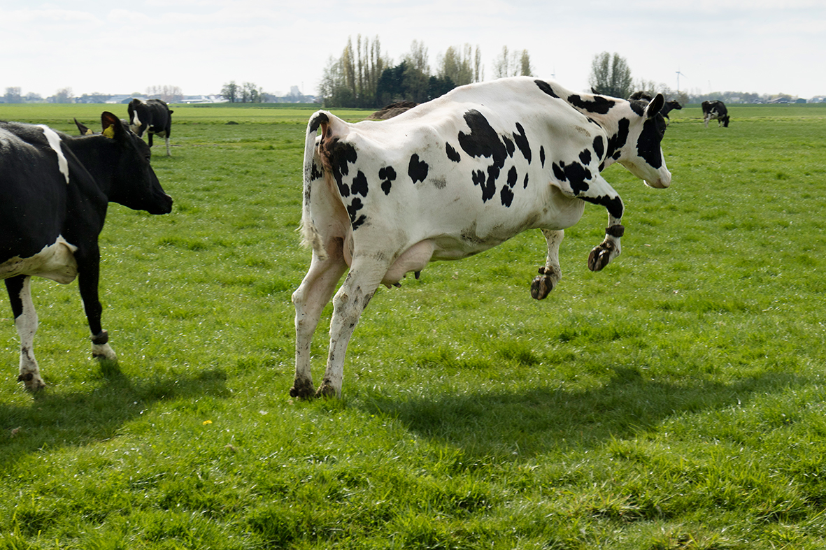 Henri Willig viert koeiendans in Katwoude