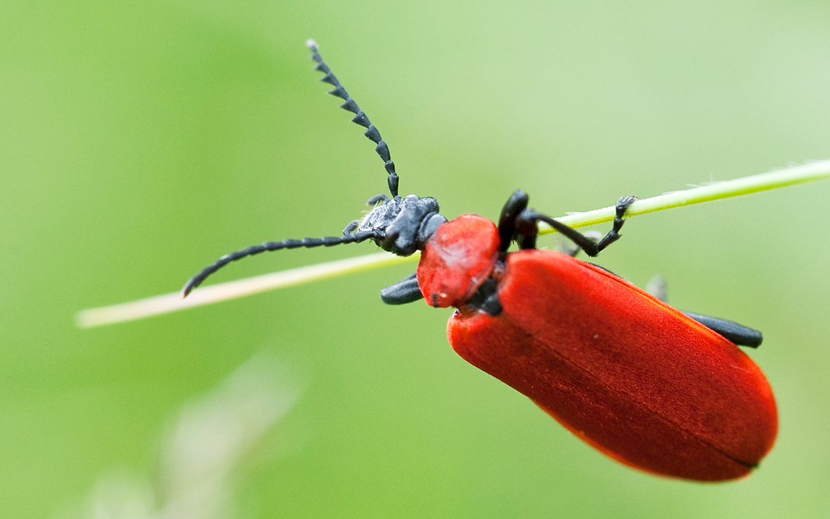 Wat is een insect? | Kinderactiviteit IVN Waterland op zondag 2 augustus