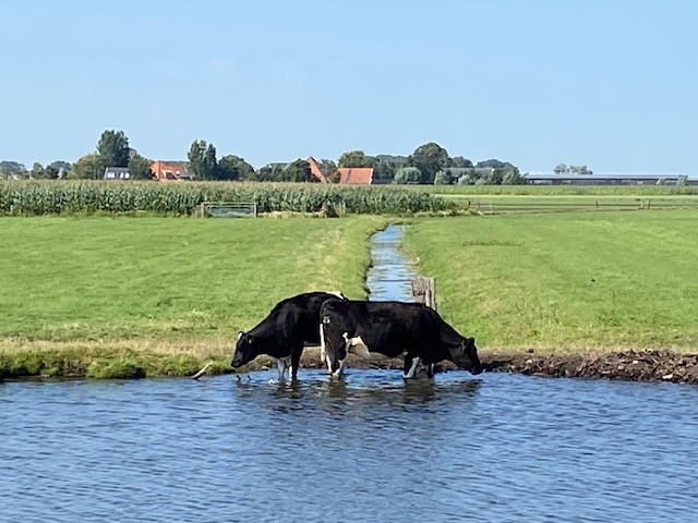 Ver‘koe’ling in Katwoude