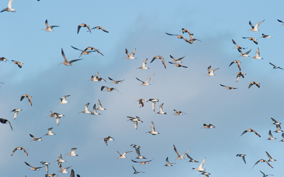 IVN Waterland duikt in het mysterie van de vogeltrek